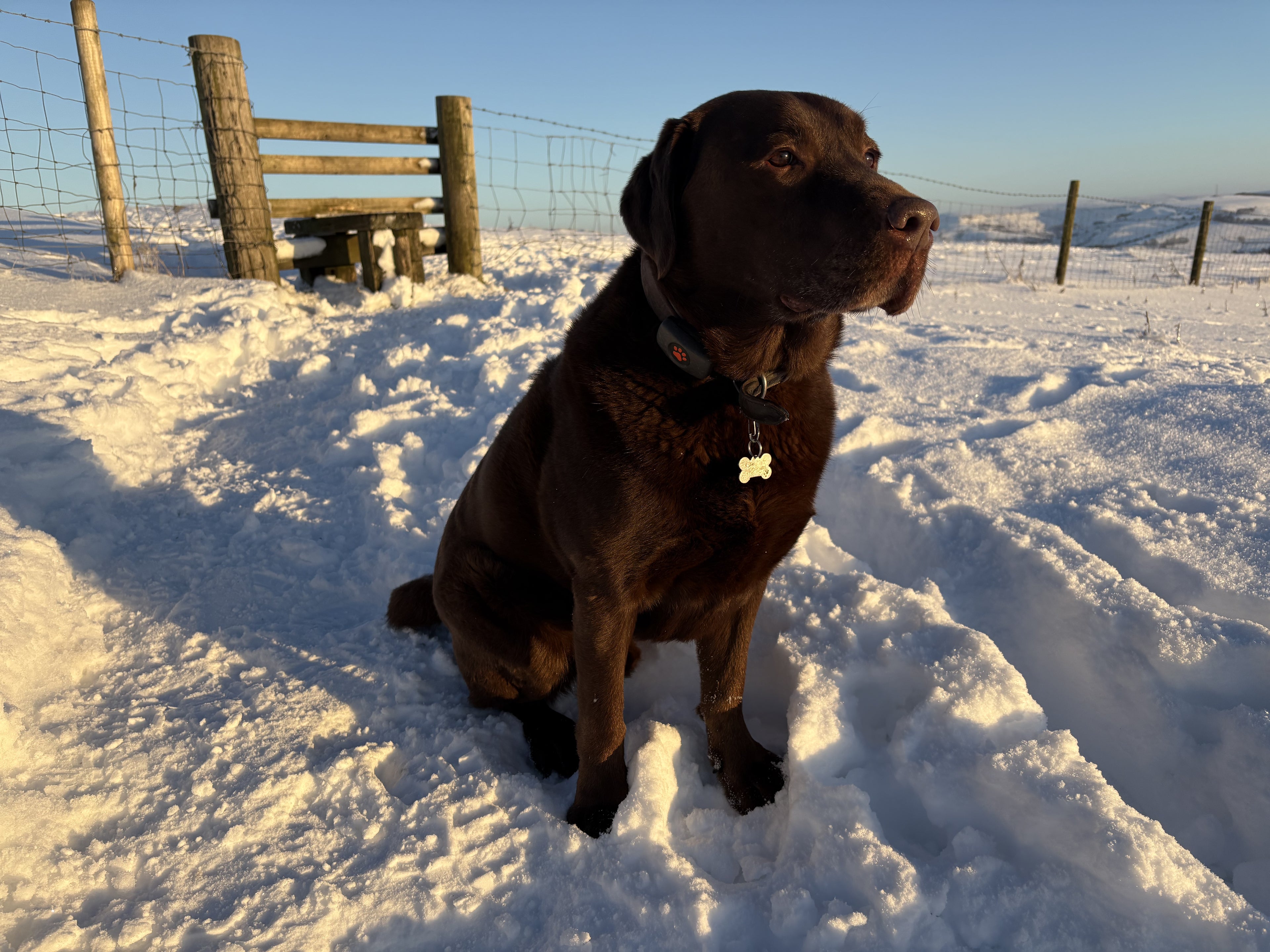 Brown dog sitting in a snowy field with a wooden fence in the background